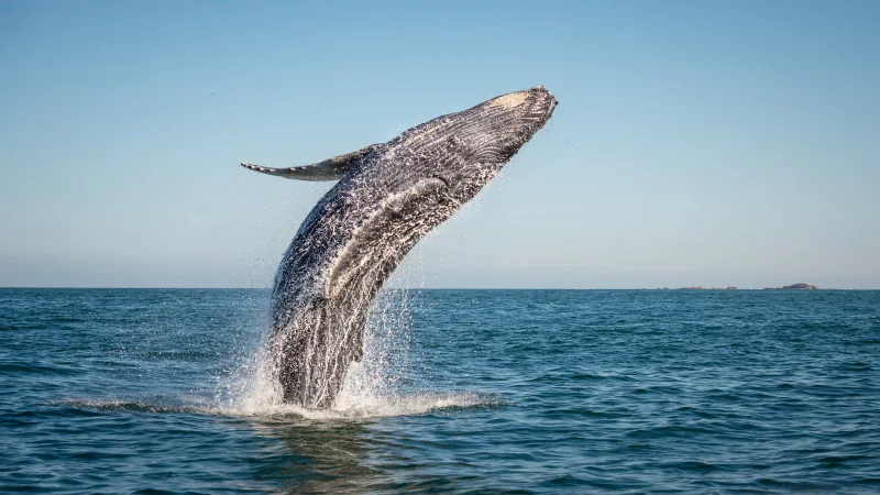 Ballena jorobada saltando en el mar